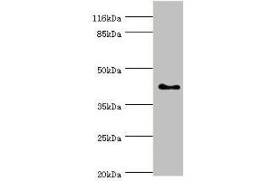 Western blot All lanes: SH3GL2 antibody at 0. (SH3G2 anticorps  (AA 1-270))