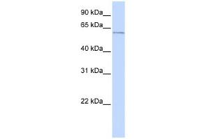 WB Suggested Anti-ME2 Antibody Titration:  0. (NAD-ME anticorps  (N-Term))