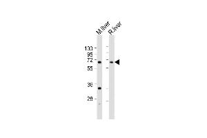 All lanes : Anti-GCKR Antibody (N-Term) at 1:2000 dilution Lane 1: mouse liver lysates Lane 2: rat liver lysates Lysates/proteins at 20 μg per lane. (GCKR anticorps  (AA 87-120))