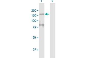 Western Blot analysis of MYBBP1A expression in transfected 293T cell line by MYBBP1A MaxPab polyclonal antibody.