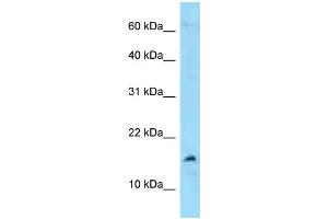 WB Suggested Anti-MDK Antibody Titration: 1. (Midkine anticorps  (C-Term))