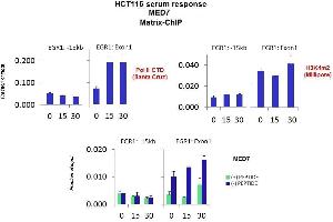 Quiescent human colon carcinoma HCT116 cultures were treated with 10 % FBS for three time points (0, 15, 30min) or (0, 30, 60min) were used in Matrix-ChIP and real-time PCR assays at EGR1 gene (Exon1) and 15kb upstream site.