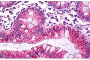 Anti-CES2 / Esterase antibody IHC staining of human colon. (CES2 anticorps  (C-Term))