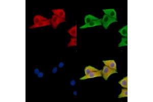 ABIN7096614 and ABIN7100678 staining HepG2 cells by IF/ICC. (MON1A anticorps)