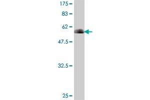 Western Blot detection against Immunogen (61. (PLSCR1 anticorps  (AA 1-318))