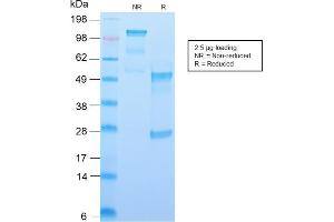 SDS-PAGE Analysis Purified CD34 Recombinant Rabbit Monoclonal Antibody (HPCA1/2598R). (Recombinant CD34 anticorps)