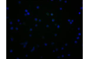 Immunofluorescence staining of JK cells with ABIN7147163 at 1:100, counter-stained with DAPI.