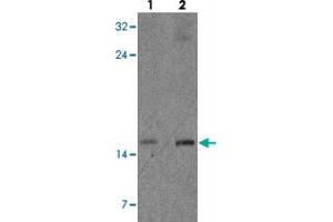 Western blot analysis of CISD2 in rat brain tissue with CISD2 polyclonal antibody  at (lane 1) 1 and (lane 2) 2 µg/m. (CISD2 anticorps  (Internal Region))