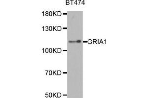 Western blot analysis of extracts of BT474 cell line, using GRIA1 antibody. (Glutamate Receptor 1 anticorps  (AA 19-300))