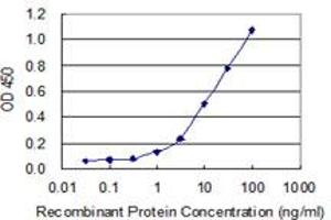 Detection limit for recombinant GST tagged KLHDC4 is 0. (KLHDC4 anticorps  (AA 1-463))