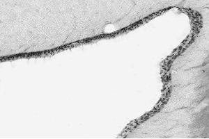 Immunoblot versus crude membranes from adult rat brain (RBM) and pellet/lysate fractions of wild-type (WT) and Arl13b knockout (KO) mouse embryonic fibroblasts (MEF) probed with N295B/66 TC supe (left), rabbit polyclonal (middle) and N52A/42 TC supe (right).
