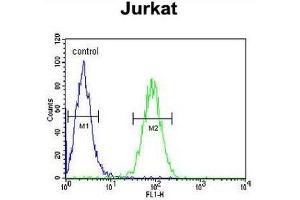 CLDN22 Antibody (Center) flow cytometric analysis of Jurkat cells (right histogram) compared to a negative control cell (left histogram). (Claudin 22 (CLDN22) (AA 97-126), (Middle Region) anticorps)