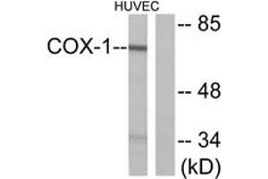 Western blot analysis of extracts from HuvEc cells, using Cox1 Antibody. (COX1 anticorps  (AA 550-599))