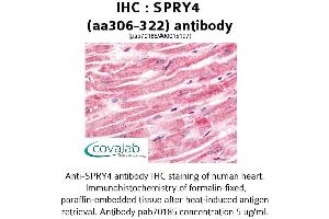 Image no. 1 for anti-Sprouty RTK Signaling Antagonist 4 (SPRY4) (AA 306-322) antibody (ABIN1739625)