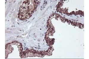 Image no. 10 for anti-Haloacid Dehalogenase-Like Hydrolase Domain Containing 1 (HDHD1) antibody (ABIN1498623) (HDHD1 anticorps)