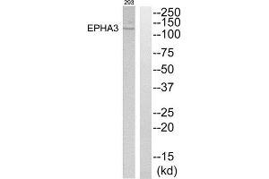 Western Blotting (WB) image for anti-EPH Receptor A3 (EPHA3) (C-Term) antibody (ABIN1849297) (EPH Receptor A3 anticorps  (C-Term))