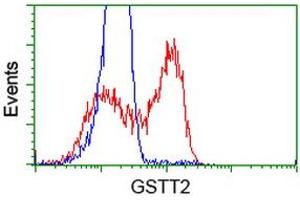 HEK293T cells transfected with either RC200040 overexpress plasmid (Red) or empty vector control plasmid (Blue) were immunostained by anti-GSTT2 antibody (ABIN2453097), and then analyzed by flow cytometry. (GSTT2 anticorps)