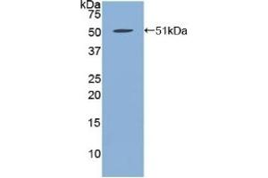 Detection of Recombinant FBN1, Human using Polyclonal Antibody to Fibrillin 1 (FBN1)