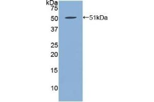 Detection of Recombinant FBN1, Human using Polyclonal Antibody to Fibrillin 1 (FBN1) (Fibrillin 1 anticorps  (AA 723-902))