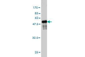 Western Blot detection against Immunogen (55.