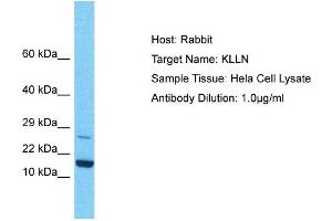 Host: Rabbit Target Name: KLLN Sample Type: Hela Whole Cell lysates Antibody Dilution: 1. (KLLN anticorps  (C-Term))