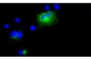 Image no. 1 for anti-Lipase, Endothelial (LIPG) antibody (ABIN1499176) (LIPG anticorps)