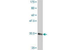 Western Blot detection against Immunogen (35.