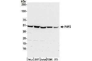 anti-Fas Associated Factor Family Member 2 (FAF2) (AA 395-445) antibody