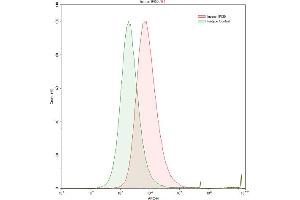 Detection of IFI30 in Raji human Burkitt's lymphoma cell line using Polyclonal Antibody to Interferon Gamma Inducible Protein 30 (IFI30)