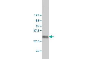 Western Blot detection against Immunogen (36.