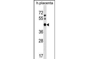 OBEC3D Antibody (N-term) 18763a western blot analysis in human placenta tissue lysates (35 μg/lane). (APOBEC3D anticorps  (N-Term))
