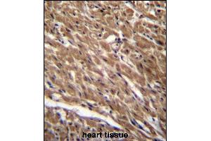 BTG3 Antibody (Center) (ABIN656678 and ABIN2845917) immunohistochemistry analysis in formalin fixed and paraffin embedded human heart tissue followed by peroxidase conjugation of the secondary antibody and DAB staining. (BTG3 anticorps  (AA 100-129))