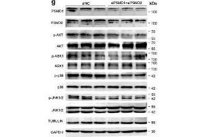 PSMD1 and PSMD2 regulate the expression level of fatty acids (FAs) and lipid synthesis-related genes. (MAPK14 anticorps  (pThr180, pTyr182))