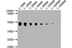 Western Blot Positive WB detected in: Hela whole cell lysate at 20 μg, 10 μg, 5 μg, 2. (PDCD1LG2 anticorps  (AA 21-118))