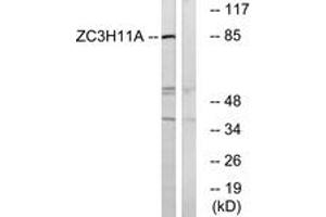 Western blot analysis of extracts from COS cells, using ZC3H11A Antibody. (ZC3H11A anticorps  (AA 291-340))