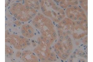 IHC-P analysis of Human Kidney Tissue, with DAB staining. (Neurotrophin 4 anticorps  (AA 81-210))