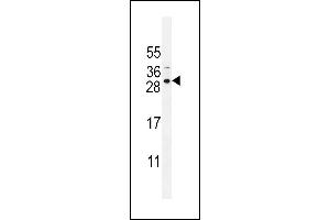 SCA5B Antibody (N-term) (ABIN655215 and ABIN2844826) western blot analysis in NCI- cell line lysates (35 μg/lane). (SPACA5B anticorps  (N-Term))