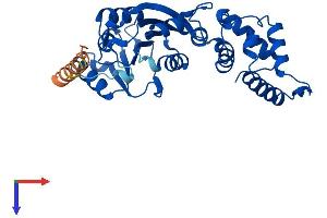 AlphaFold protein structure predicition of Human Recombinant DIMT1 Protein, UniprotID Q9UNQ2