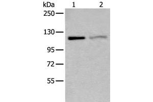 Western blot analysis of K562 and 231 cell lysates using MCM9 Polyclonal Antibody at dilution of 1:800 (MCM9 anticorps)