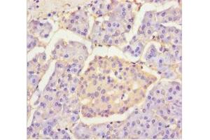 Immunohistochemistry of paraffin-embedded human pancreatic tissue using ABIN7154460 at dilution of 1:100 (PLA2G2D anticorps  (AA 22-145))