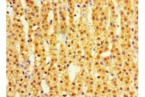 Immunohistochemistry of paraffin-embedded human adrenal gland tissue using ABIN7164411 at dilution of 1:100 (DIMT1 anticorps  (AA 1-313))