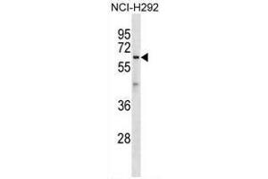 ATL1 Antibody (C-term) western blot analysis in NCI-H292 cell line lysates (35µg/lane). (ATL1 anticorps  (C-Term))