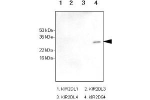 Western Blotting (WB) image for anti-Killer Cell Immunoglobulin-Like Receptor, Two Domains, Short Cytoplasmic Tail, 4 (KIR2DS4) (AA 23-223) antibody (ABIN165426)