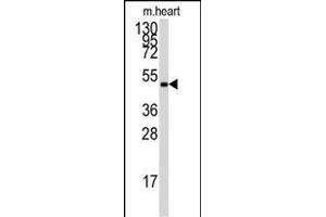 The anti-PRKAG1 Pab (ABIN391058 and ABIN2841214) is used in Western blot to detect PRKAG1 in mouse heart tissue lysate. (PRKAA2 anticorps  (AA 265-295))