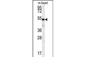 HEY2 Antibody (N-term) (ABIN652095 and ABIN2840546) western blot analysis in mouse heart tissue lysates (15 μg/lane).