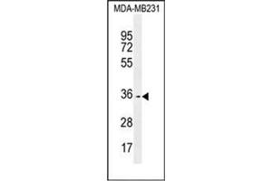 Western blot analysis of OR10Z1 Antibody (C-term) in MDA-MB231 cell line lysates (35ug/lane). (OR10Z1 anticorps  (C-Term))