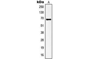 Western blot analysis of Kv1.