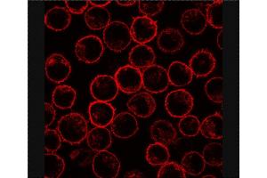 Immunofluorescence staining of PLSCR1 in rat basophilic leukemia (RBL) cell line using antibody. (PLSCR1 anticorps)