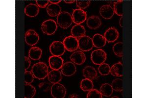 Immunofluorescence staining of PLSCR1 in rat basophilic leukemia (RBL) cell line using antibody.