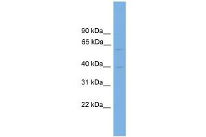 WB Suggested Anti-PVRL3 Antibody Titration: 0. (nectin-3 anticorps  (Middle Region))
